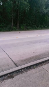 rriverRoadSquirrel